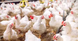 Ptasia grypa objawy: Jak rozpoznać groźne symptomy u ludzi