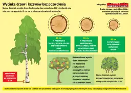 Wycinka drzew: Kiedy pozwolenie, kiedy zgłoszenie? | Poradnik