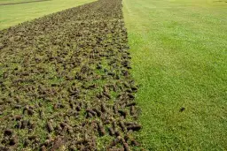Połowa trawnika jest po aeracji, z wyciętymi darniowymi walcami ziemi. To idealny moment, kiedy aerować trawnik, by zapewnić mu lepsze oddychanie.