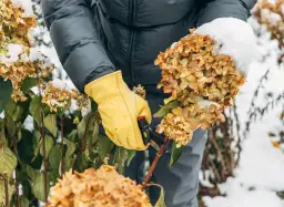 Jak przycinać hortensje na zimę, aby ich nie uszkodzić?