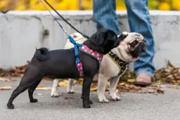 Jak dopasować szelki Trixie? Praktyczny poradnik krok po kroku