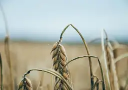 Mąka orkiszowa czy pszenna: Która jest zdrowszym wyborem?