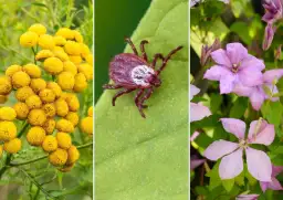 Jakich roślin nie lubią kleszcze? Odkryj naturalne repelenty do ogrodu