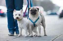 Co lepsze dla szczeniaka: obroża czy szelki - uniknij błędów w wyborze
