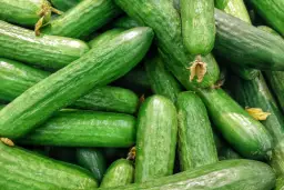 Do kiedy można siać ogórki w gruncie, aby uniknąć niskich plonów