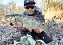 Kleń w rzece: Tajniki skutecznego łowienia. Przynęty i techniki