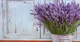 Z czym łączyć lawendę w doniczce, by stworzyć piękną kompozycję?
