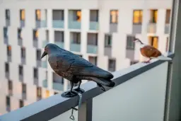Skuteczne metody na odstraszenie wróbli z balkonu i ich problemy