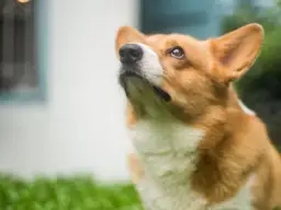 Twój pies niszczy meble? Poznaj przyczyny i skuteczne rozwiązania!