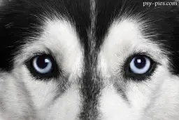 Jak wygląda Siberian Husky? Poznaj wzorzec rasy i kolory oczu!