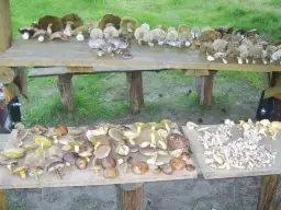 Gdzie na grzyby z noclegiem: najlepsze miejsca w Pomorzu na wypoczynek