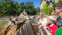 Famille nourrissant des girafes dans un parc d'attractions.