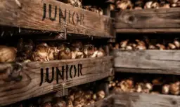 Jak przechowywać cebulki kwiatowe: 5 zasad na zdrowe kwiaty wiosną