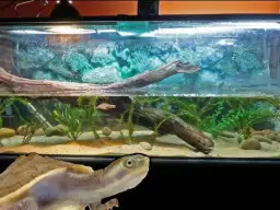 Ile wody w akwarium dla żółwia: kompletny poradnik dla początkujących