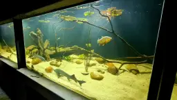 Podwodny Świat Zakopane: Czy warto zejść pod ziemię? Opinie