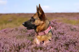 Jak wybrać idealną obrożę dla szczeniaka, aby zapewnić komfort i bezpieczeństwo