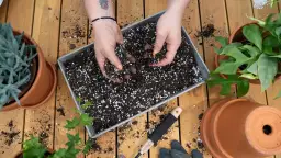 Jak zakwasić ziemię w doniczce, by rośliny lepiej rosły?
