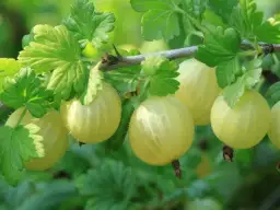 Jakie krzewy owocowe do ogrodu wybrać, aby uniknąć rozczarowań?