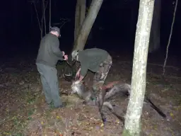 Dwóch myśliwych przy upolowanym jeleniu. Jeden trzyma nóż, drugi pochyla się nad zwierzyną.
