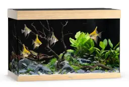 Ile kosztuje utrzymanie akwarium? Sprawdź, jak obniżyć wydatki