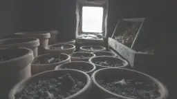 Czy kanna zimuje w gruncie? Ważne zasady przechowywania na zimę