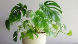 Monstera monkey jaka doniczka - idealny wybór dla zdrowej rośliny