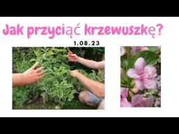 Krzewuszka: Cięcie krok po kroku klucz do obfitych kwiatów
