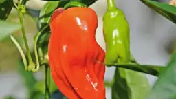 Jak uprawiać paprykę w gruncie: uniknij najczęstszych błędów