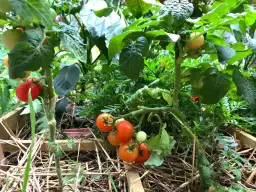 Jakie pomidory do donicy wybrać, aby uniknąć problemów z uprawą?