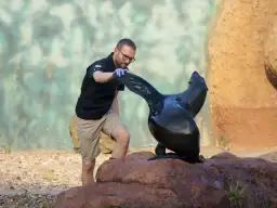 Mężczyzna w okularach i rękawiczkach dotyka foki na skale.