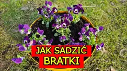 Jak uprawiać bratki: proste kroki do zdrowych i pięknych roślin