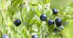 Sezon na jagody: do kiedy trwa i kiedy warto je zbierać