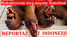 W jakim kraju jedzą psy i dlaczego ta tradycja budzi kontrowersje