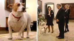 Pies Luluś i Kaczyński: Jak szczeknięcie stało się symbolem?