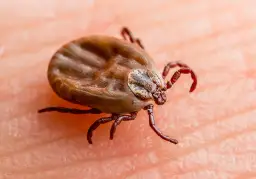 Ile nóg ma kleszcz? Zaskakujące fakty o ich anatomii i życiu