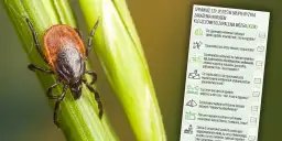 Kleszcz zabija? Poznaj realne ryzyko i skuteczną obronę