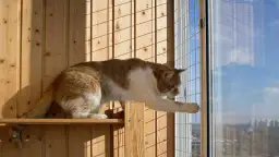 Jak zabezpieczyć balkon dla kota bez siatki: 5 skutecznych sposobów