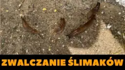 Skuteczne sposoby na pozbycie się ślimaków z piwnicy bez chemii