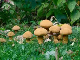 Śmiertelnie trujące żółte grzyby: jak je rozpoznać i uniknąć?