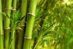 Czy można malować bambus? Oto wszystko, co musisz wiedzieć!