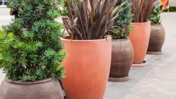 Najlepsze krzewy do donicy na balkon – piękno i łatwość pielęgnacji