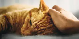 Niewydolność nerek u kota: co robić, gdy pojawiają się objawy?