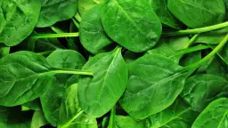 Jak mrozić szpinak, aby zachować jego świeżość i wartości odżywcze