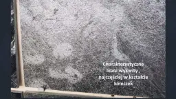 Szara kostka z charakterystycznymi białymi wykwitami, często w kształcie kółeczek, tworzącymi ciekawy wzór.