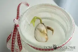 Eksperyment z fasolą: Wyhoduj sukces! Poradnik krok po kroku dla każdego