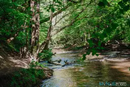 Lubelskie: Co zwiedzić? Perły renesansu i dzikie ostępy natury