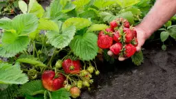 Jak uprawiać truskawki na działce, aby cieszyć się obfitymi plonami