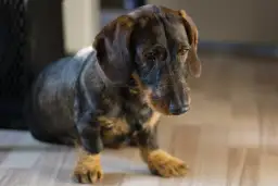 Depresja u psa: Zrozum, rozpoznaj i przywróć pupilowi radość życia