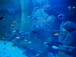 Oceanarium Kraków: Co warto wiedzieć o atrakcjach i projektach?