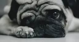 Eutanazja psa: Jak podjąć trudną decyzję i godnie pożegnać?